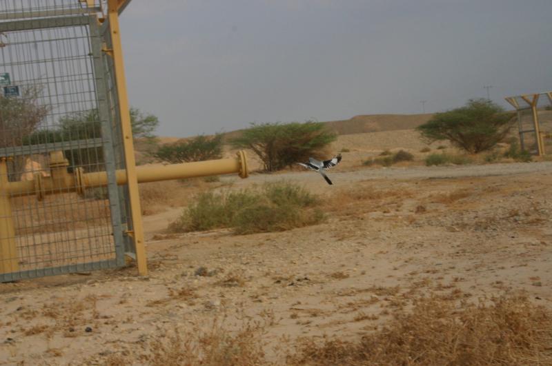 Evolution 022-800.jpg